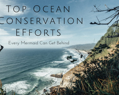 Top Ocean Conservation Efforts